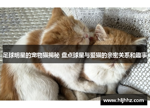 足球明星的宠物猫揭秘 盘点球星与爱猫的亲密关系和趣事